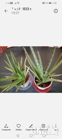 Алое/ Aloe barbadensis/, снимка 1 - Стайни растения - 41353908