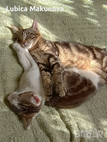 Безплатно, снимка 7 - Мейн кун - 52004434