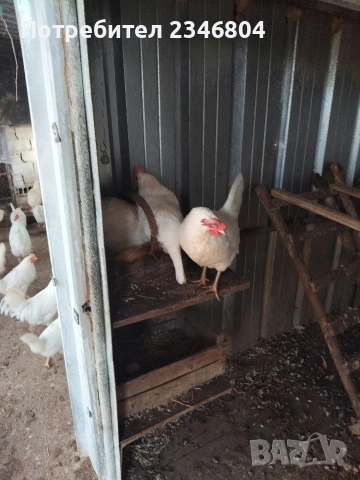 оплодени яйца от бял легхорн , снимка 5 - Кокошки и пуйки - 52956981