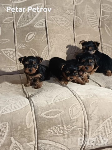 Йоркширски териер мини 