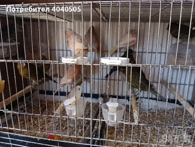 канарчета люпило 26 , снимка 5 - Канари - 56360176