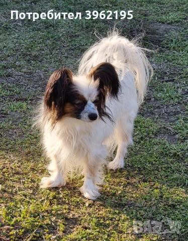 Папийон - куче пеперуда