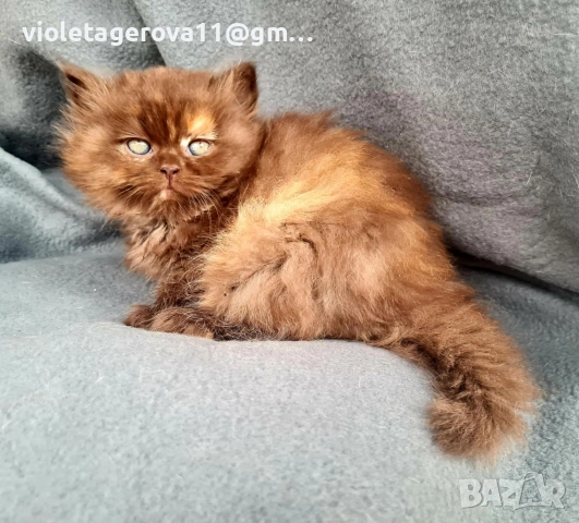 британски котки, снимка 5 - Британска късокосместа - 53479911