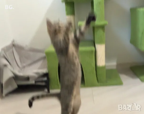 Продавам Малко Котенце, Късокосместа И Игрива! 
