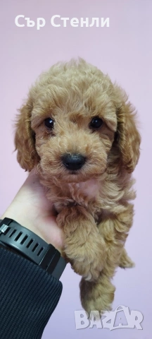 ТОЙ ПУДЕЛ 5 момчета, снимка 13 - Пудели - 53799744