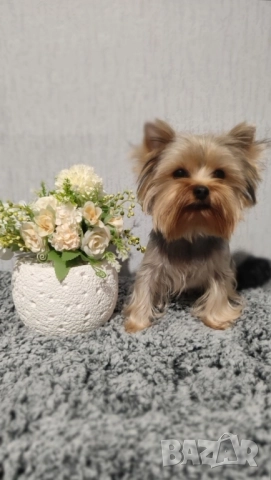 Йоркширски териер , снимка 2 - Йоркширски териер - 50828289