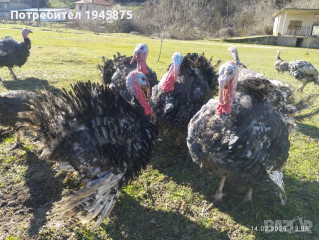 ПУЕШКИ яйца-оплодени!