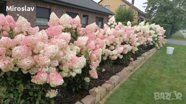 Хортензия Ванила Фрез(Ново), снимка 6 - Градински цветя и растения - 49846016