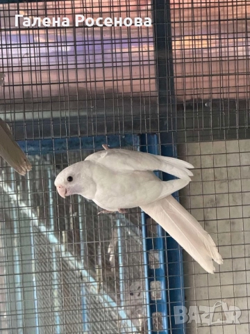 Пенантови розели, снимка 2 - Папагали - 51472697