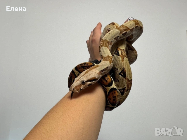 Боа Удушвач / Boa Constrictor , снимка 5 - Змии - 53633480