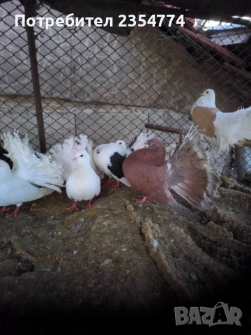 гьлаби, снимка 9 - Гълъби - 53024732