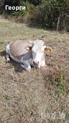Продавам заплодена крава месодайна цена 2200 лв 