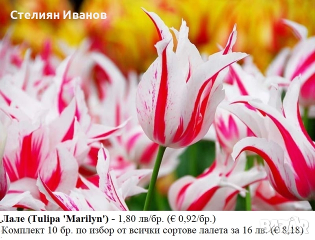 СОРТОВИ ЛАЛЕТА – ЛУКОВИЦИ - част 1, снимка 4 - Сортови семена и луковици - 52372815