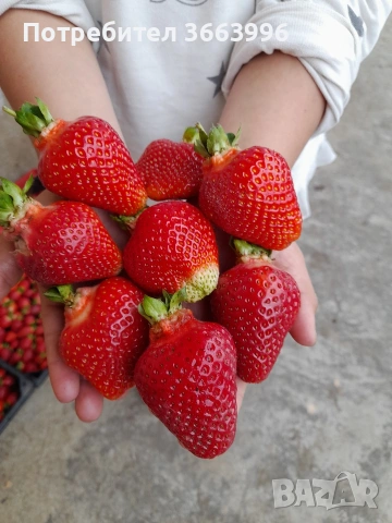 продавам фантастичен разсад ягоди и малини 
