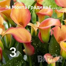 Кала луковици , снимка 3 - Сортови семена и луковици - 49765674