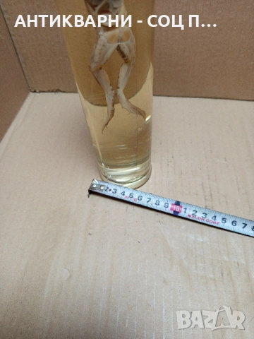 Стара Образователна Препарирана Жаба. , снимка 4 - Антикварни и старинни предмети - 52930718