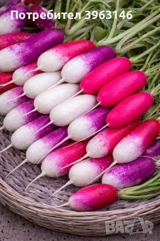 Семена за Стотинки, снимка 11 - Сортови семена и луковици - 52838410