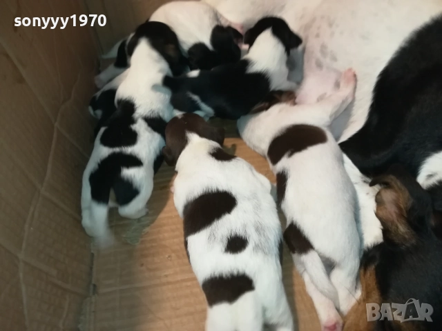 джак ръсел-бебета 1709250938, снимка 7 - Джак ръсел териер - 51740822