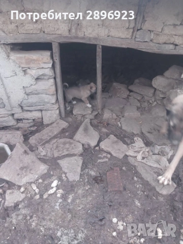 Турски кангал кученца , снимка 2 - Други - 53824268