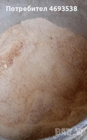 Продавам прасета , снимка 4 - Прасета - 52910971