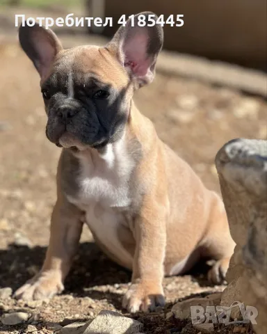 French bulldog / Френски булдог, снимка 1