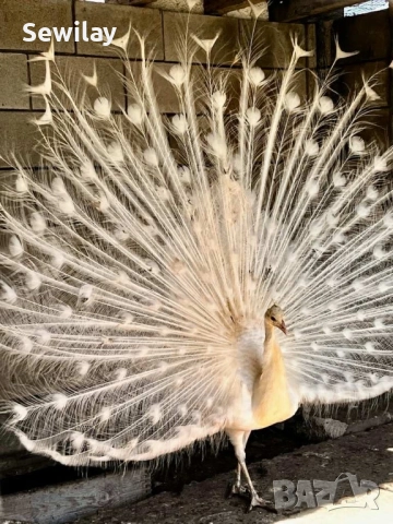 Паун мъжки бял, снимка 3 - други­ - 52030093