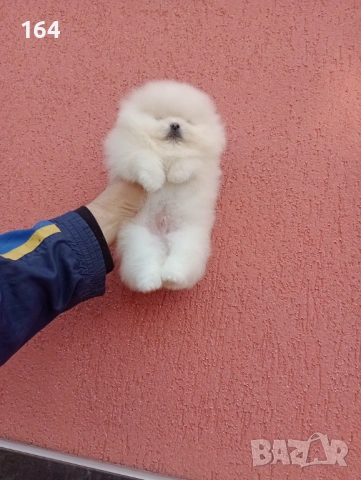 Мъжки бял Померан. Реални снимки от 06.01.26 г.  , снимка 2 - Померан - 53040595