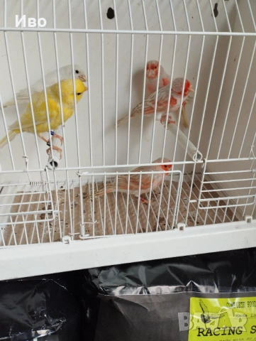 Мъжки канарчета 