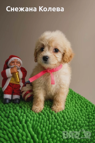 Кученца от порода Помапу 