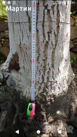 Продавам орех дървен материал , снимка 2 - Дърводелски услуги - 52864966