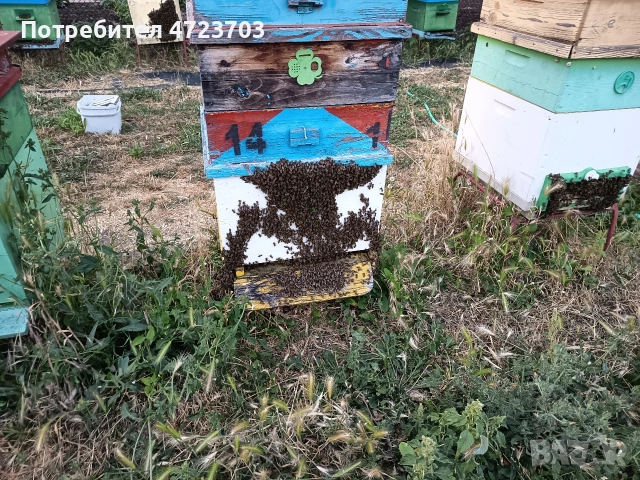 Пчелен мед! Реколта 2025г., снимка 4 - Пчелни продукти - 53284525