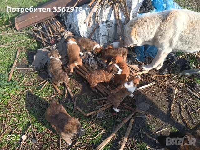 кученца кръстоска между каракачанка и алабай , снимка 8 - Други - 52578998