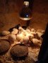 Пилета Брезе на различна възраст ,различни цветове, снимка 1 - други­ - 38991607