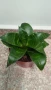 Сансевиера 2 вида / Sansevieria Hahnii/Sansevieria trifasciata  , снимка 7