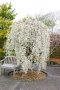 Плачеща японска вишна Snow fountain, снимка 2