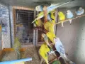 различни видове птици , снимка 5