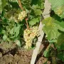 Продавам отлично грозде сорт Димят–идеално за вино и ракия, снимка 2