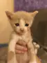 Подаряваме котенца, снимка 1