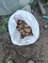 Родопски Картофи пататос компир, снимка 3