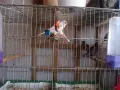 канарчета люпило 26 , снимка 4