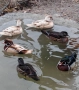 Патици Каролинки , снимка 2