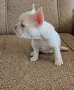 Френски булдог !!!, снимка 10