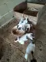 куче 🐕 Джак Ръсел , снимка 6