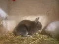 декоративни зайчета, снимка 4