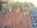 Целогодишен разсад ягоди и малини от производител , снимка 10