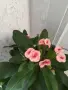 Христов венец Цвете , снимка 1