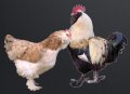 Яйца от сьомгов Фаверол Стандар, снимка 1 - Кокошки и пуйки - 40994898