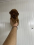 Той пудел / toy poodle, снимка 3
