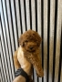 Мини Пудел Момчета / Mini Poodle Boys, снимка 4