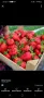 Продавам разсад ягоди , снимка 10